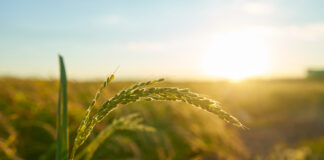 ₹5 Lakh Kisan Credit Limit Introduced Budget 2025 focuses on agriculture by expanding the Kisan Credit Card limit to ₹5 lakh and more initiatives. Learn here.