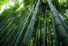 DoNER, Amazon Partner to Boost Bamboo Products The Ministry of DoNER partners with Amazon to promote Bamboo-based products, targeting both domestic and export markets through SHG support.