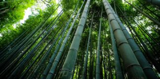 DoNER, Amazon Partner to Boost Bamboo Products The Ministry of DoNER partners with Amazon to promote Bamboo-based products, targeting both domestic and export markets through SHG support.
